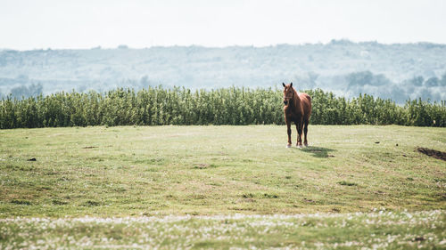 Full length of a horse on field