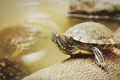 Close-up of turtle