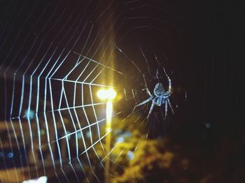 Close-up of spider on web