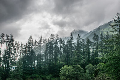 Pine trees in forest against sky