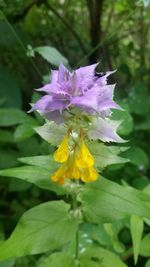 Close-up of purple flowers blooming outdoors