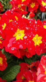 Close-up of wet red flowers blooming outdoors