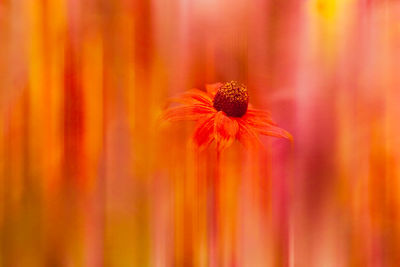 Close-up of orange flower