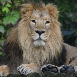 Close-up portrait of lion