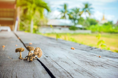 Close-up of insect on table