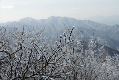 Close-up of frozen bare tree against mountain