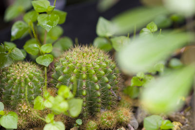 Small cactus in the midst of nature