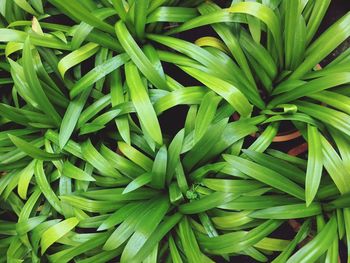 Full frame shot of fresh green plants