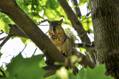 Low angle portrait of squirrel on tree