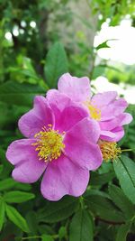 Close-up of pink flowers