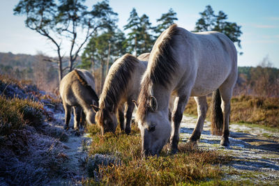 Horse standing on field