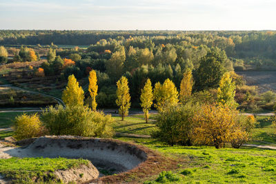 Trees on field against sky