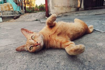 Portrait of cat lying on footpath