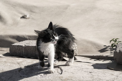 High angle view of kitten on ground during sunny day