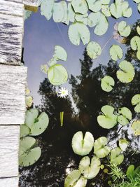 High angle view of water lily in lake