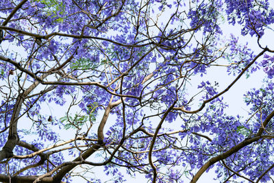 Low angle view of flowering tree against sky