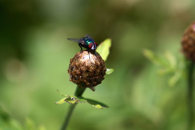 Close-up of insect on flower