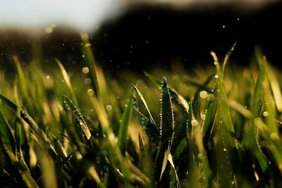 Close-up of wet plants during rainy season