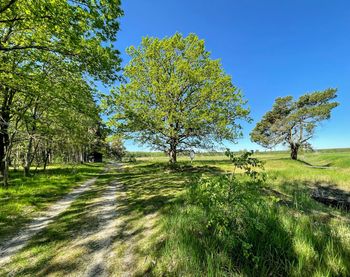 Trees on field against clear sky