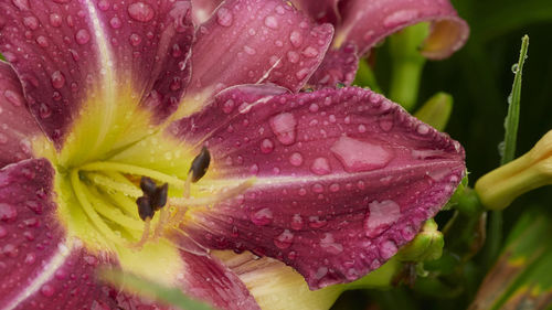 Close-up of wet pink flower