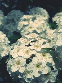 Close-up of white flowers blooming outdoors