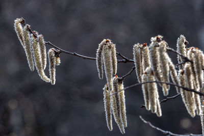 branch