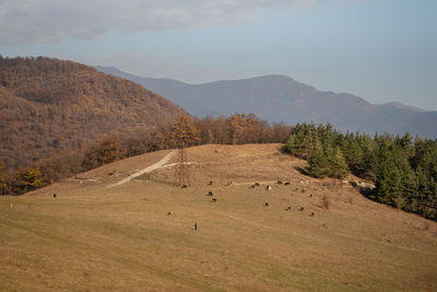 View of grazing cows in the mountains in autumn