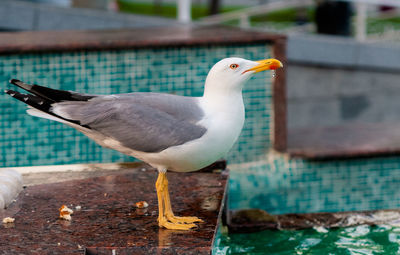 Close-up of seagull perching on wall