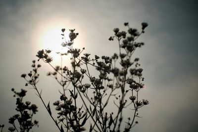 Close-up low angle view of flowers against sky