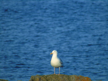 Bird perching in water