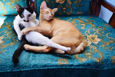 Cat lying on sofa at home