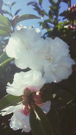 Close-up of white flowers