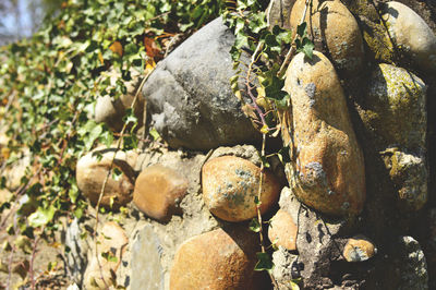 Close-up of plants