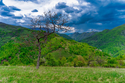 Scenic view of field against sky