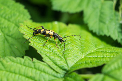 Close-up of insect on leaf