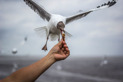 Close-up of hand holding seagull flying over sea