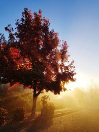 Tree on field against sky during autumn