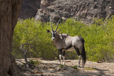 Side view of gemsbok standing on field against plants