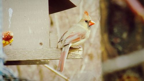 Female northern cardinal perching on wooden birdhouse