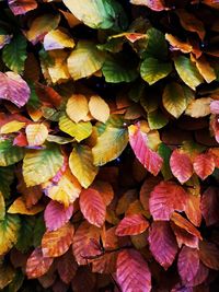 Full frame shot of multi colored leaves