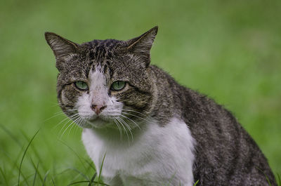 Close-up of cat