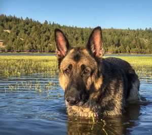 Portrait of german shepherd in lake