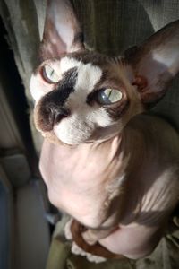Portrait of a dog