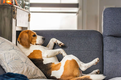 Beagle dog tired sleeps on a cozy sofa in funny position. canine theme