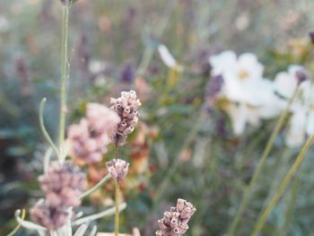 Close-up of flowering plant on land