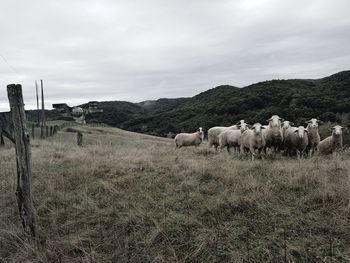 Cows grazing on field against sky