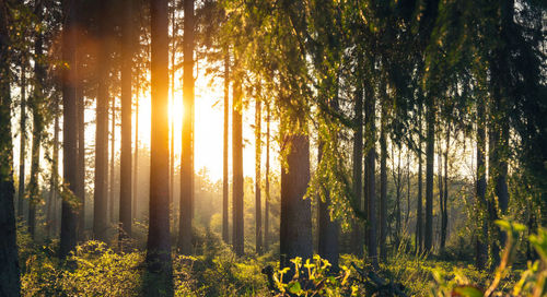 Sunlight streaming through trees in forest