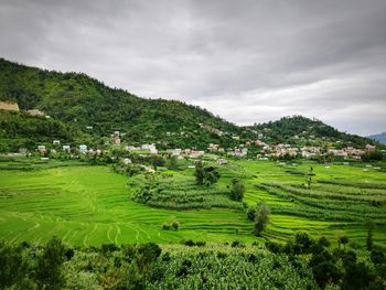 Scenic view of agricultural field against sky