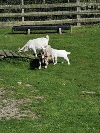 Sheep grazing in a field