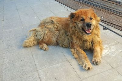 Portrait of dog